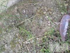 長岡デリヘル長岡人妻市(ナガオカヒトヅマイチ) ひかり★背徳の『密会』(38)の6月7日写メブログ「土曜日＊*」