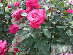 長岡デリヘル長岡人妻市(ナガオカヒトヅマイチ) ひかり★背徳の『密会』(38)の6月21日写メブログ「出勤します＊*」