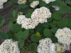 長岡デリヘル長岡人妻市(ナガオカヒトヅマイチ) ひかり★背徳の『密会』(38)の6月24日写メブログ「出勤します⭐️」