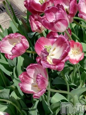 長岡デリヘル 長岡人妻市(ナガオカヒトヅマイチ) ひかり★背徳の『密会』(38)の5月19日写メブログ「感謝。感謝。感謝。」