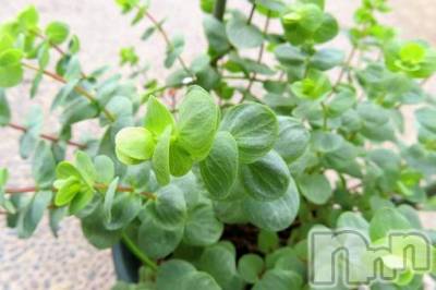 長岡デリヘル 長岡人妻市(ナガオカヒトヅマイチ) ひかり★背徳の『密会』(38)の6月9日写メブログ「6月9日 10時00分のブログ」