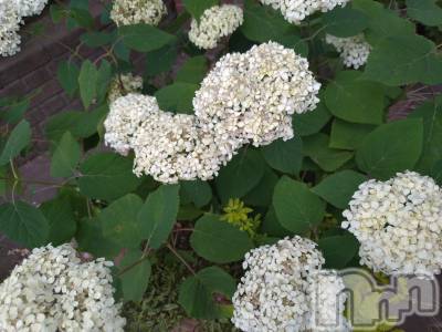 長岡デリヘル 長岡人妻市(ナガオカヒトヅマイチ) ひかり★背徳の『密会』(38)の6月24日写メブログ「出勤します⭐️」