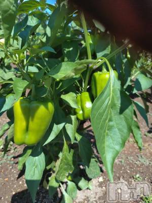 長岡デリヘル 長岡人妻市(ナガオカヒトヅマイチ) ひかり★リアル不倫体感度250%(38)の9月17日写メブログ「出勤します＊*」