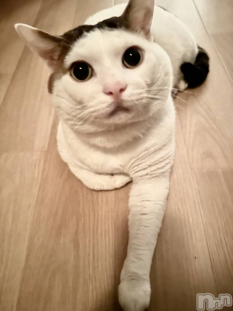 Х顦Souffle NIIGATA(ե˥) ī ߤ餤1011ֲ̥֥İˤ🐱🐾