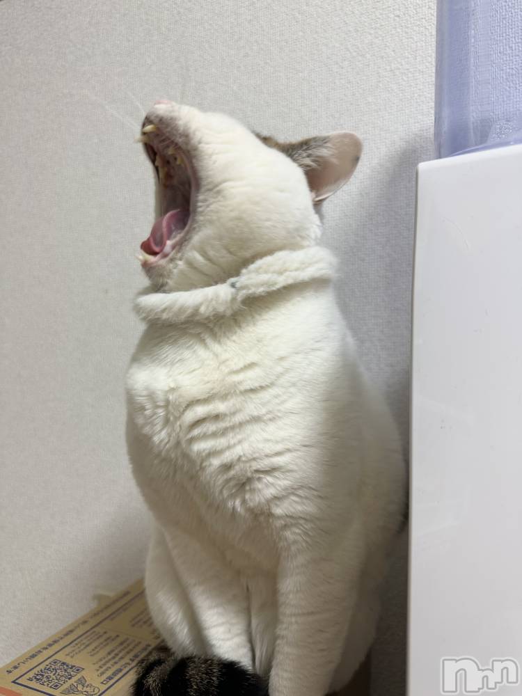 Х顦Souffle NIIGATA(ե˥) ī ߤ餤19̥֥֤Ӥˤ🐱🫧💘