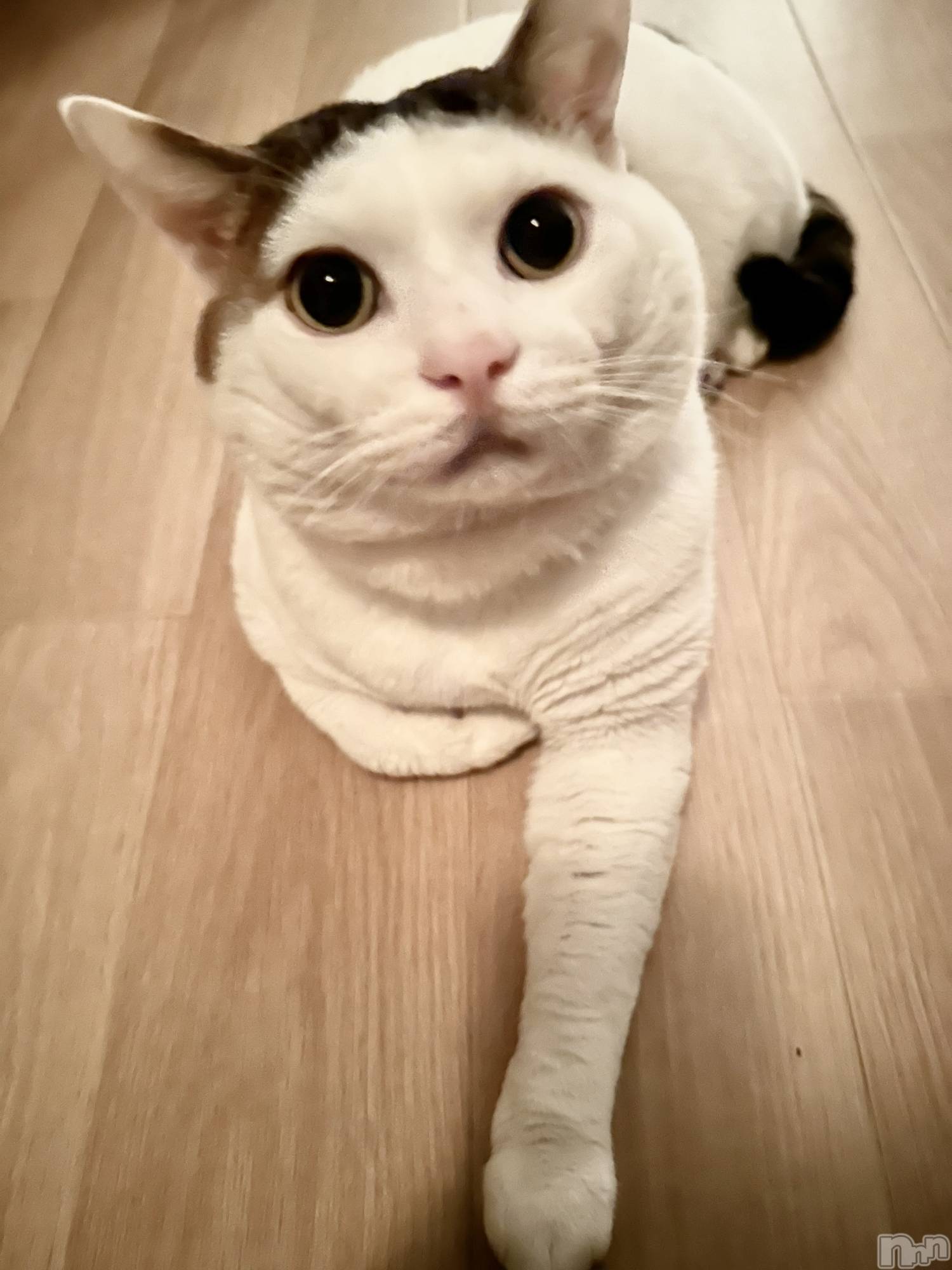 ĮХ顦Club Ruby(֥ӡ) 2024ǯ1011ֲ̥֥İˤ🐱🐾