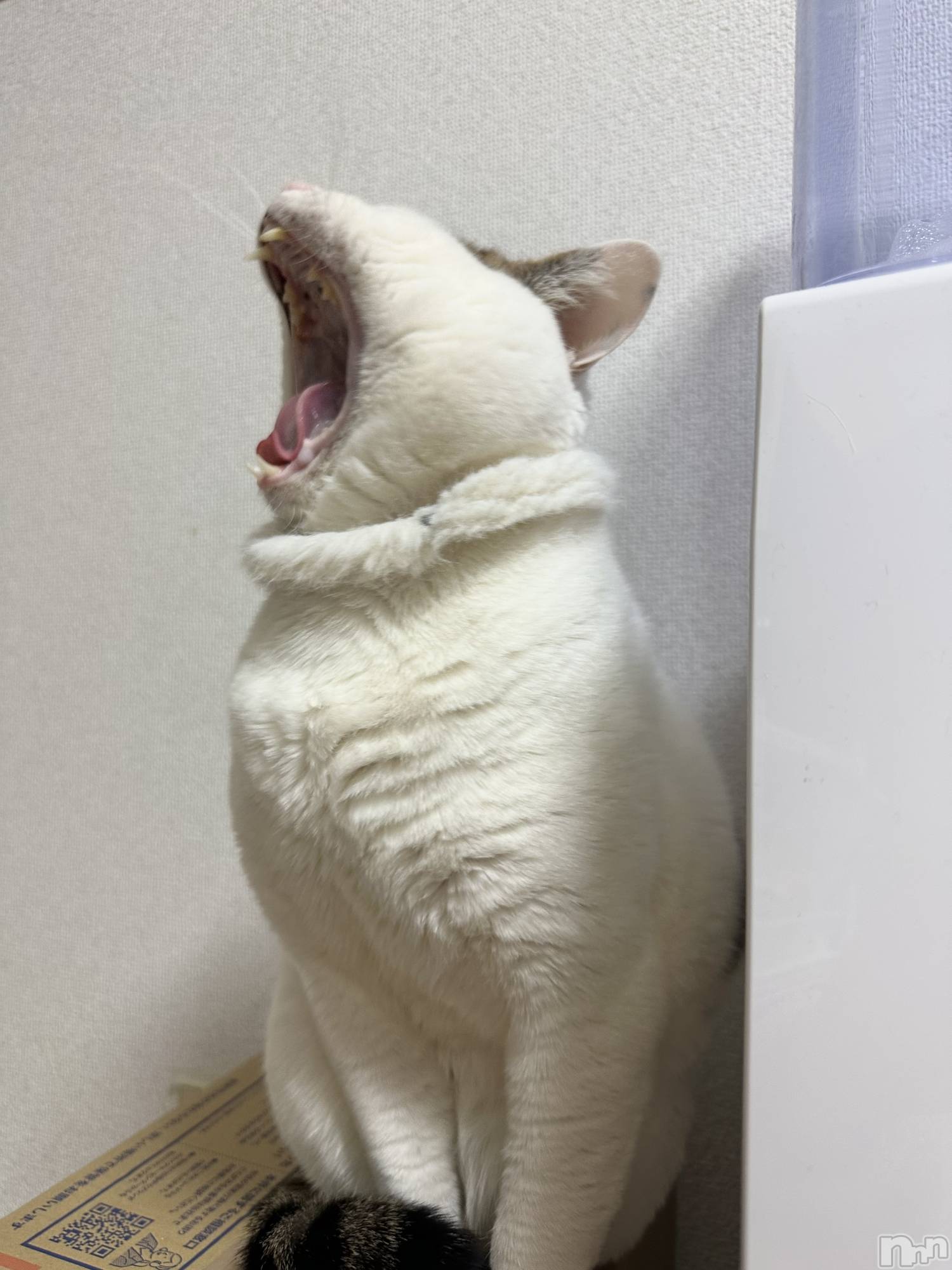 Х顦Souffle NIIGATA(ե˥) 2025ǯ19̥֥֤Ӥˤ🐱🫧💘