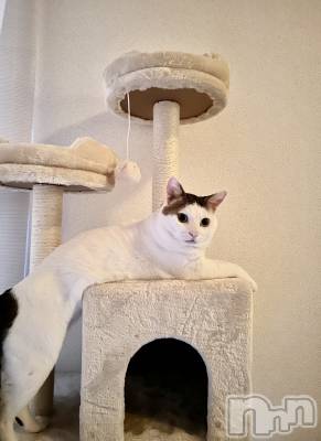 Х顦Souffle NIIGATA(ե˥) ī ߤ餤(99)613̥֥֤Ϥˤ㡩🐱🐾💘