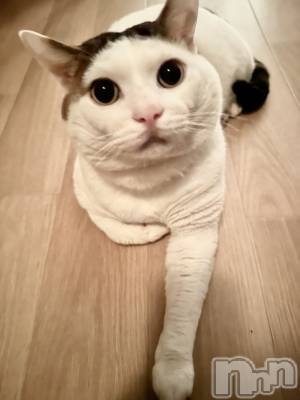 Х顦Souffle NIIGATA(ե˥) ī ߤ餤(99)1011ֲ̥֥İˤ🐱🐾