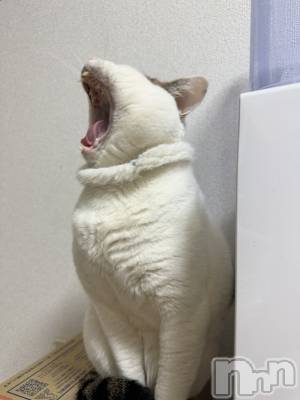 Х顦Souffle NIIGATA(ե˥) ī ߤ餤(99)19̥֥֤Ӥˤ🐱🫧💘