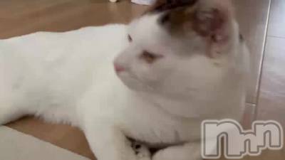 夭🐈🎶