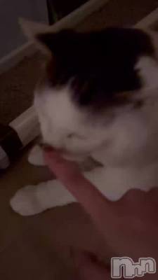 ˤ󤹤🐱🐾💫