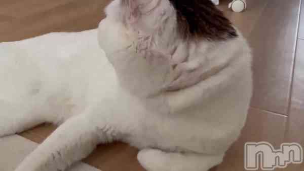 夭&#x1F408;&#x1F3B6;