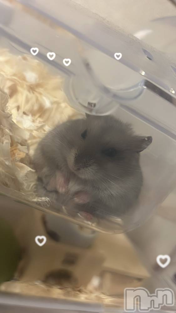 ʥå륺С륺åޤʤߤ(륺åޥʥߥ) 112̥֥֥ϥॹ