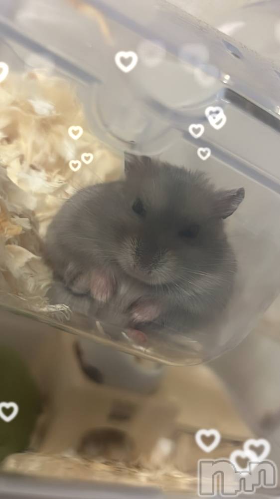 ʥå륺С륺åޤʤߤ(륺åޥʥߥ) 27̥֥ܥϥ