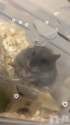 ʥå륺С륺åޤʤߤ(륺åޥʥߥ) (18)112̥֥֥ϥॹ