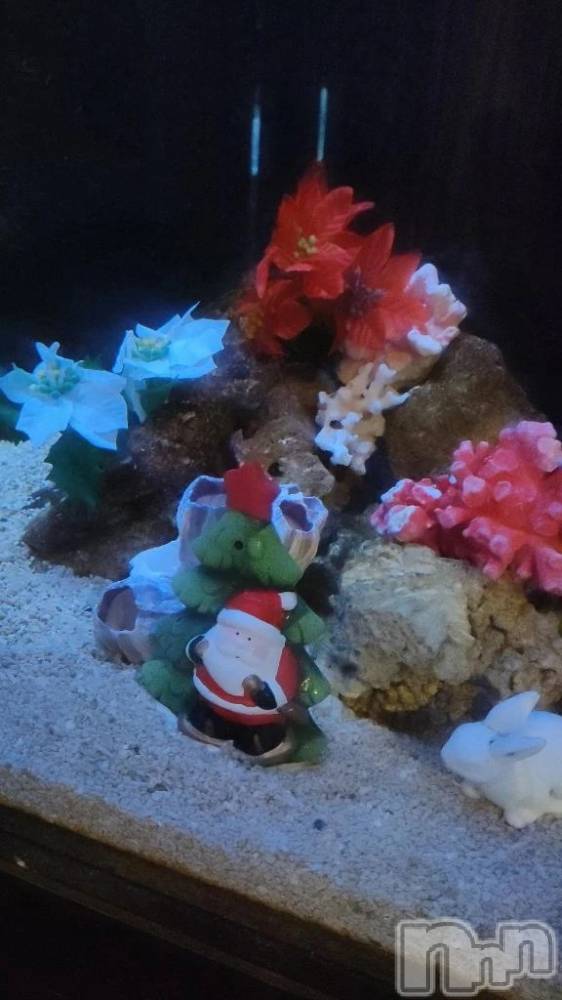 三条デリヘル新潟デリヘル倶楽部　三条店(ニイガタデリヘルクラブ　サンジョウテン) まき(19)の12月2日写メブログ「ちっちゃいサンタいた！」