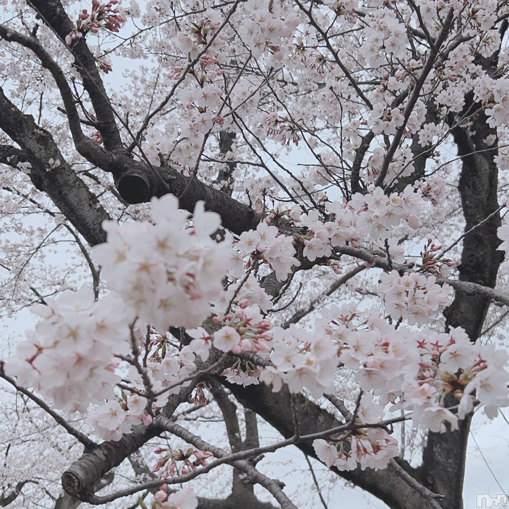 長岡デリヘルMimi(ミミ)みお(24)の2026年4月10日写メブログ「出勤予定🗓」