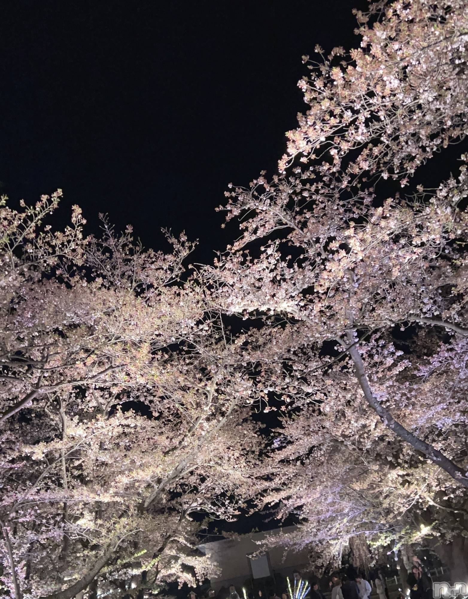 長岡デリヘルMimi(ミミ)みお(24)の2026年4月15日写メブログ「🌙❀·̩͙꙳｡」