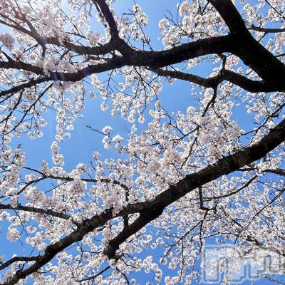 長岡デリヘル Mimi(ミミ) みお(24)の4月22日写メブログ「久々更新です！」