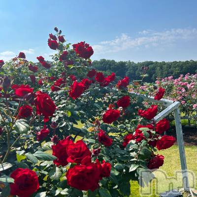 長岡デリヘル Mimi(ミミ) みお(24)の6月16日写メブログ「出勤予定🗓」