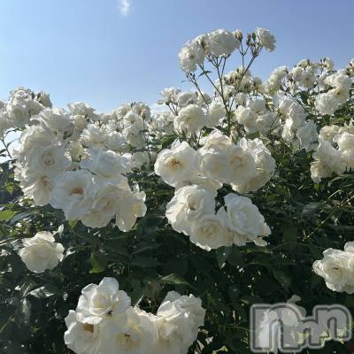 長岡デリヘル Mimi(ミミ) みお(24)の9月23日写メブログ「出勤予定🗓」