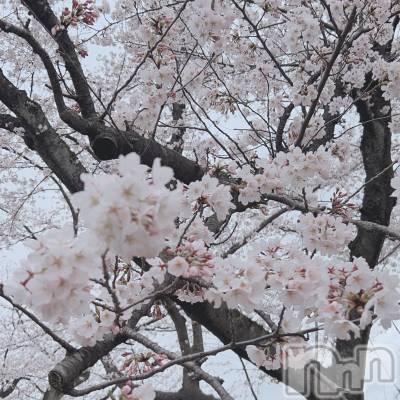 長岡デリヘル Mimi(ミミ) みお(24)の4月10日写メブログ「出勤予定🗓」