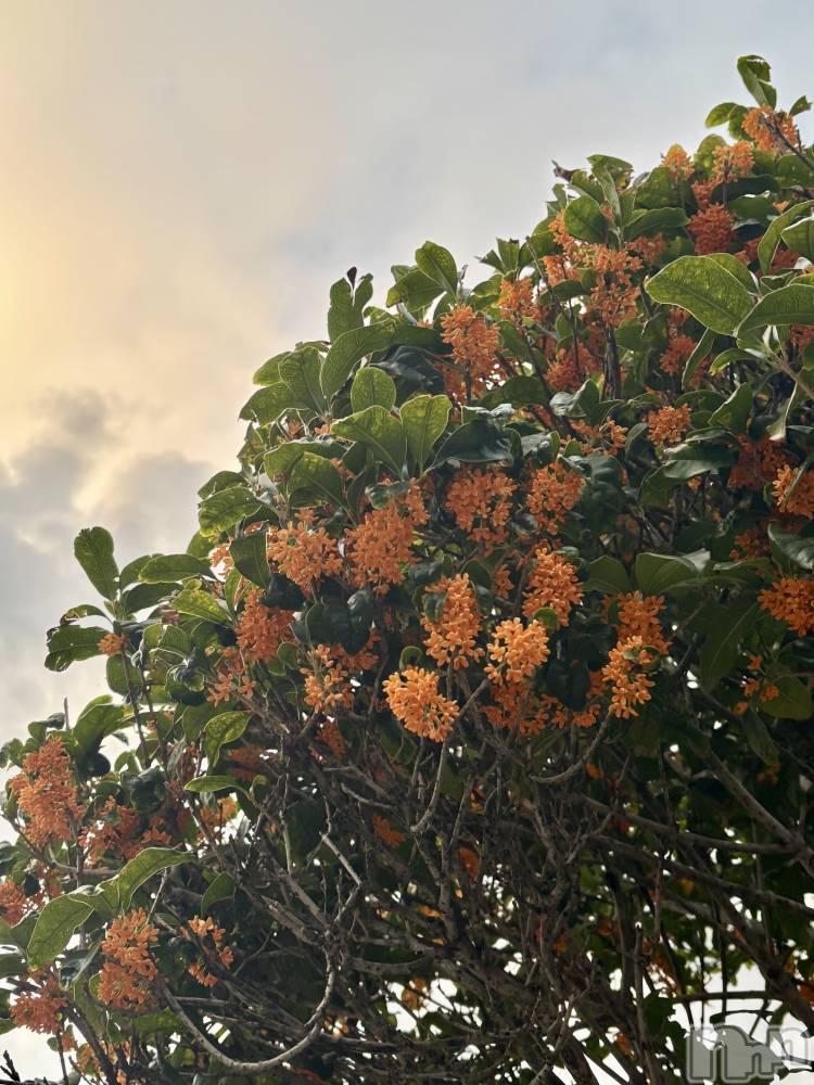 ʥå륺СSNACK Himawari(ʥåҥޥ) ʤ1028̥֥🍂