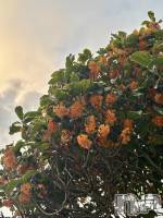 新潟駅前スナック・ガールズバーSNACK Himawari(スナックヒマワリ) さなの10月28日写メブログ「🍂」