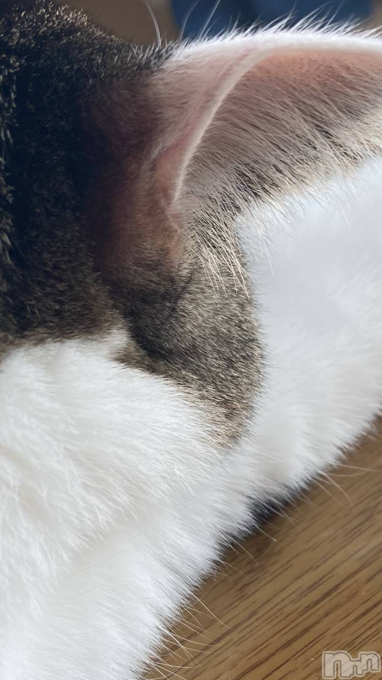 ʥå륺СSNACK Himawari(ʥåҥޥ) 2024ǯ223̥֥🐱