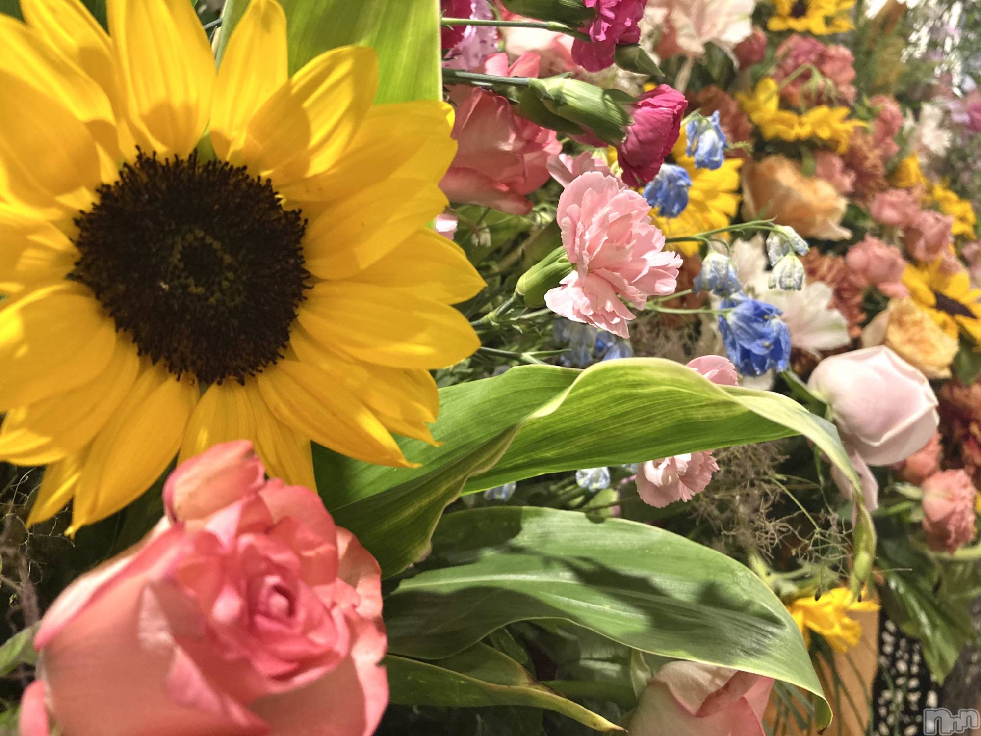 ʥå륺СSNACK Himawari(ʥåҥޥ) 2024ǯ68̥֥🌻