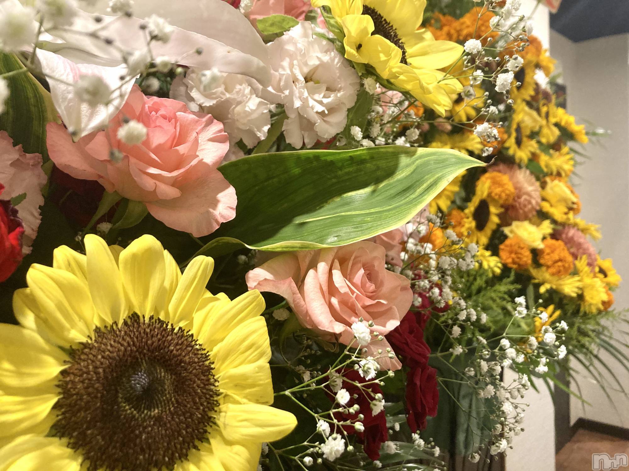 ʥå륺СSNACK Himawari(ʥåҥޥ) 2024ǯ713̥֥🌻
