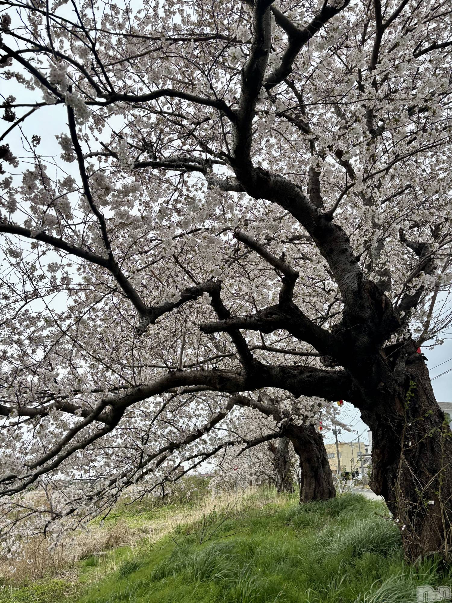 ʥå륺СSNACK Himawari(ʥåҥޥ) 2025ǯ416̥֥🌸