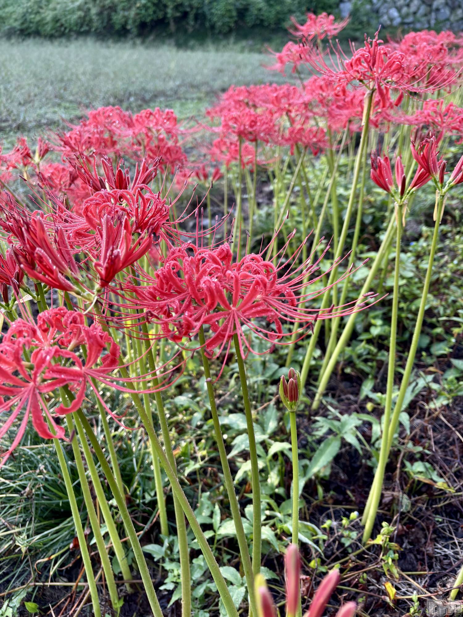 ʥå륺СSNACK Himawari(ʥåҥޥ) 2025ǯ103̥֥🍂