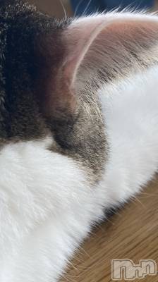 ʥå륺СSNACK Himawari(ʥåҥޥ) ʤ223̥֥🐱