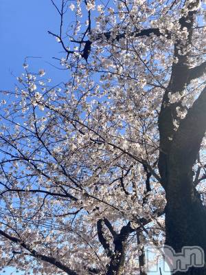 ʥå륺СSNACK Himawari(ʥåҥޥ) ʤ411̥֥🌸