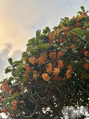 新潟駅前スナック・ガールズバーSNACK Himawari(スナックヒマワリ) さなの10月28日写メブログ「🍂」