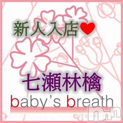 Ӹڿ͡(ҥߥ) Ĺҥߥġ󥺥 baby's breath(٥ӡ ֥쥹)ҡ