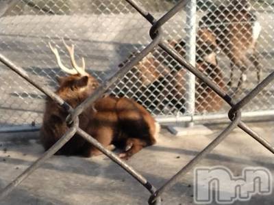 新潟デリヘル 奥様特急 新潟店(オクサマトッキュウニイガタテン) みき(37)の11月15日写メブログ「１３日木曜日まとめてのお礼✨️」