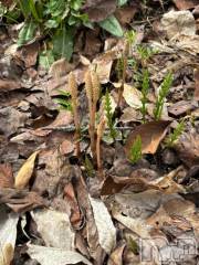 上田発デリヘルBIBLE～奥様の性書～(バイブル～オクサマノセイショ～) ☆ナナセ☆(36)の4月19日写メブログ「ありがとうございます⭐︎」