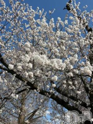 上田発デリヘル BIBLE～奥様の性書～(バイブル～オクサマノセイショ～) ☆ナナセ☆(36)の4月13日写メブログ「おはようございます⭐︎」