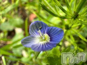 松本発デリヘル 松本人妻隊(マツモトヒトヅマタイ) のあ(41)の4月1日写メブログ「小さい春見つけた✿」