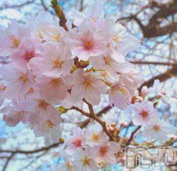 松本発デリヘル 松本人妻隊(マツモトヒトヅマタイ) のあ(41)の4月17日写メブログ「春爛漫🌸」