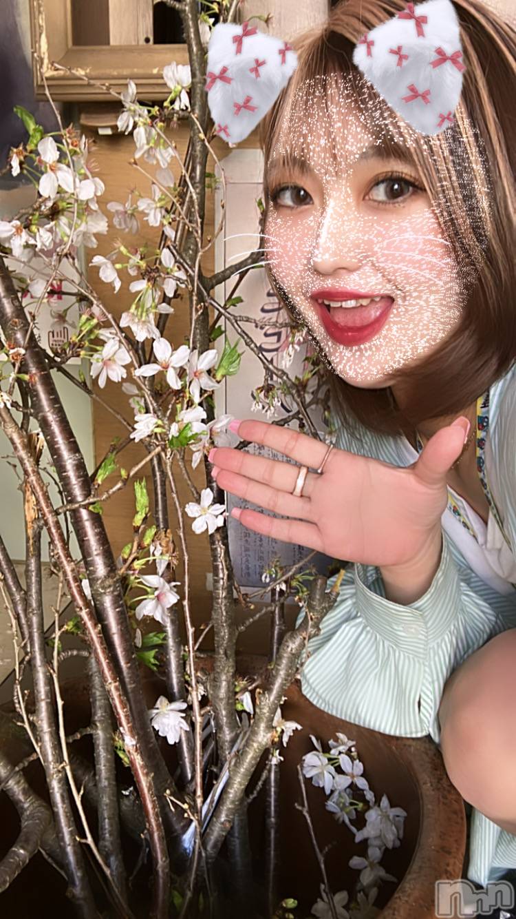 åȥСȥ졡襤襤(ȥҥС磻磻) 2024ǯ412̥֥֤🌸
