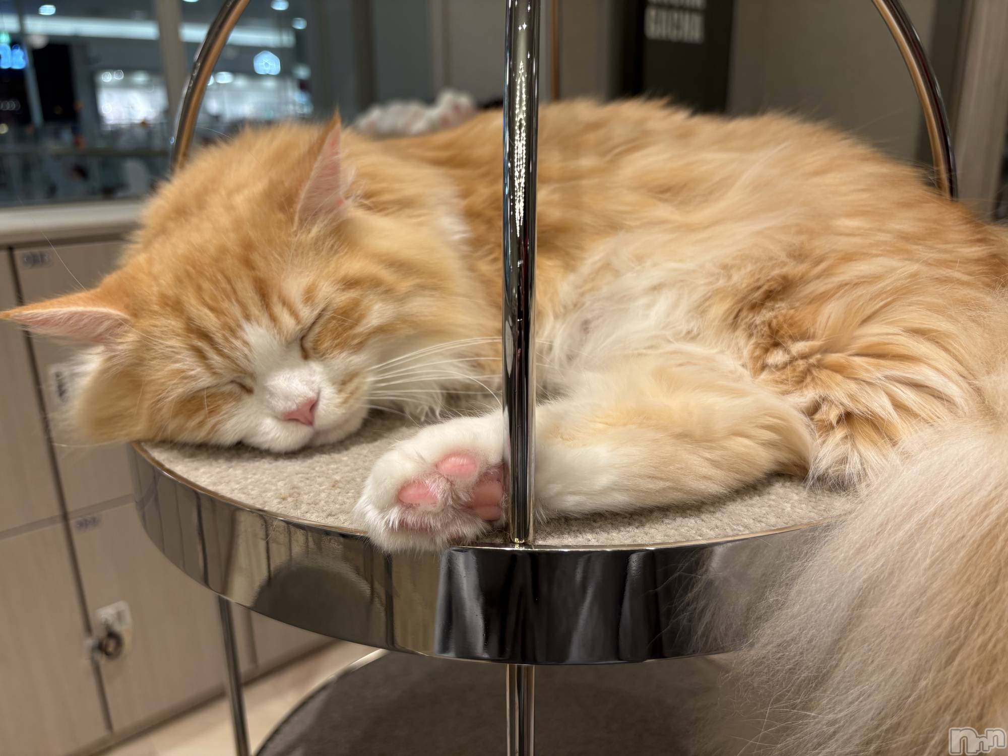 ƲХ顦ֲ֥ڲСݣȣΣ£ɡ(֥ϥʥ) 2024ǯ1023̥֥🐱