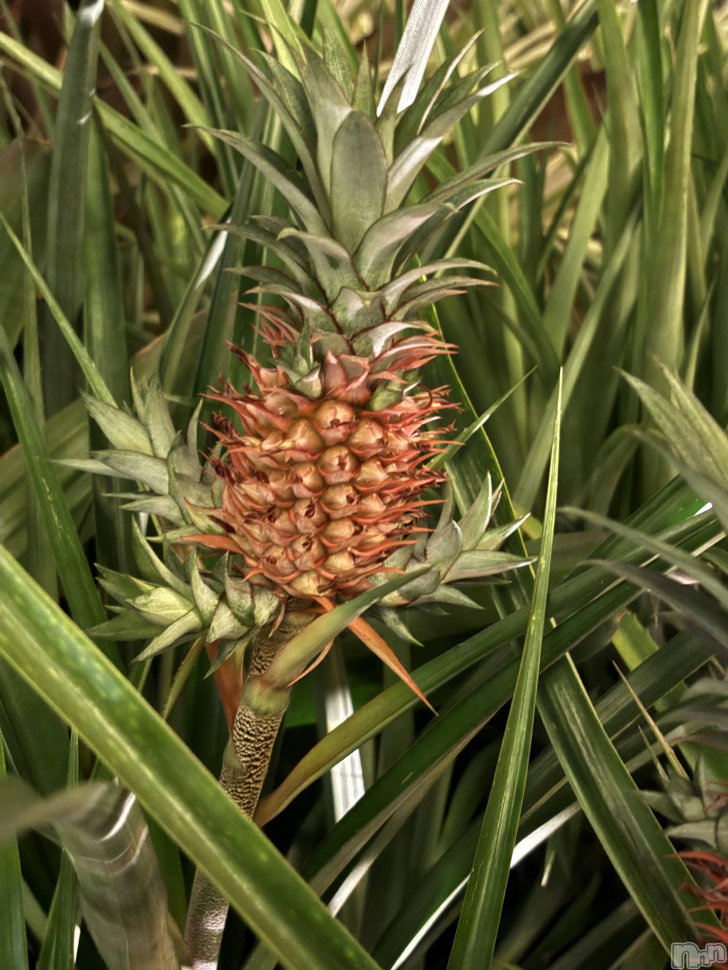 ƲХ顦ֲ֥ڲСݣȣΣ£ɡ(֥ϥʥ) 2025ǯ122̥֥🍍