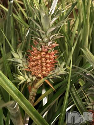 ��Ʋ����Х��顦����֥���ֲڲСݣȣ��Σ��£ɡ�(����֥ϥʥ�) �ײ桡���ڤ�12��2���̥�֥�����🍍����