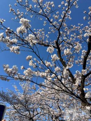 三条デリヘル 新潟デリヘル倶楽部　三条店(ニイガタデリヘルクラブ　サンジョウテン) ゆいな(19)の4月11日写メブログ「🌸🌸🌸」