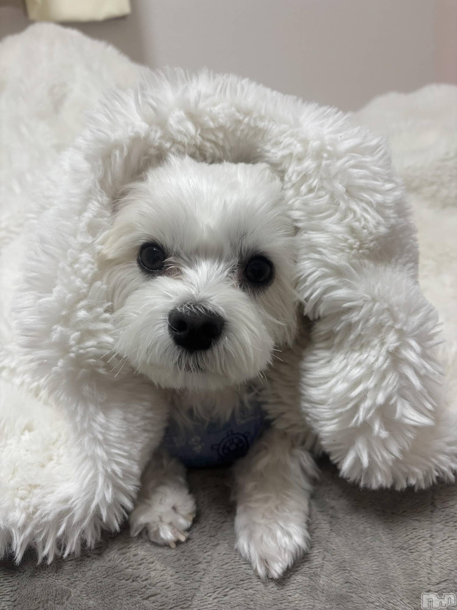 ƲХ顦clubTiara(ƥ) 2025ǯ414̥֥🐶