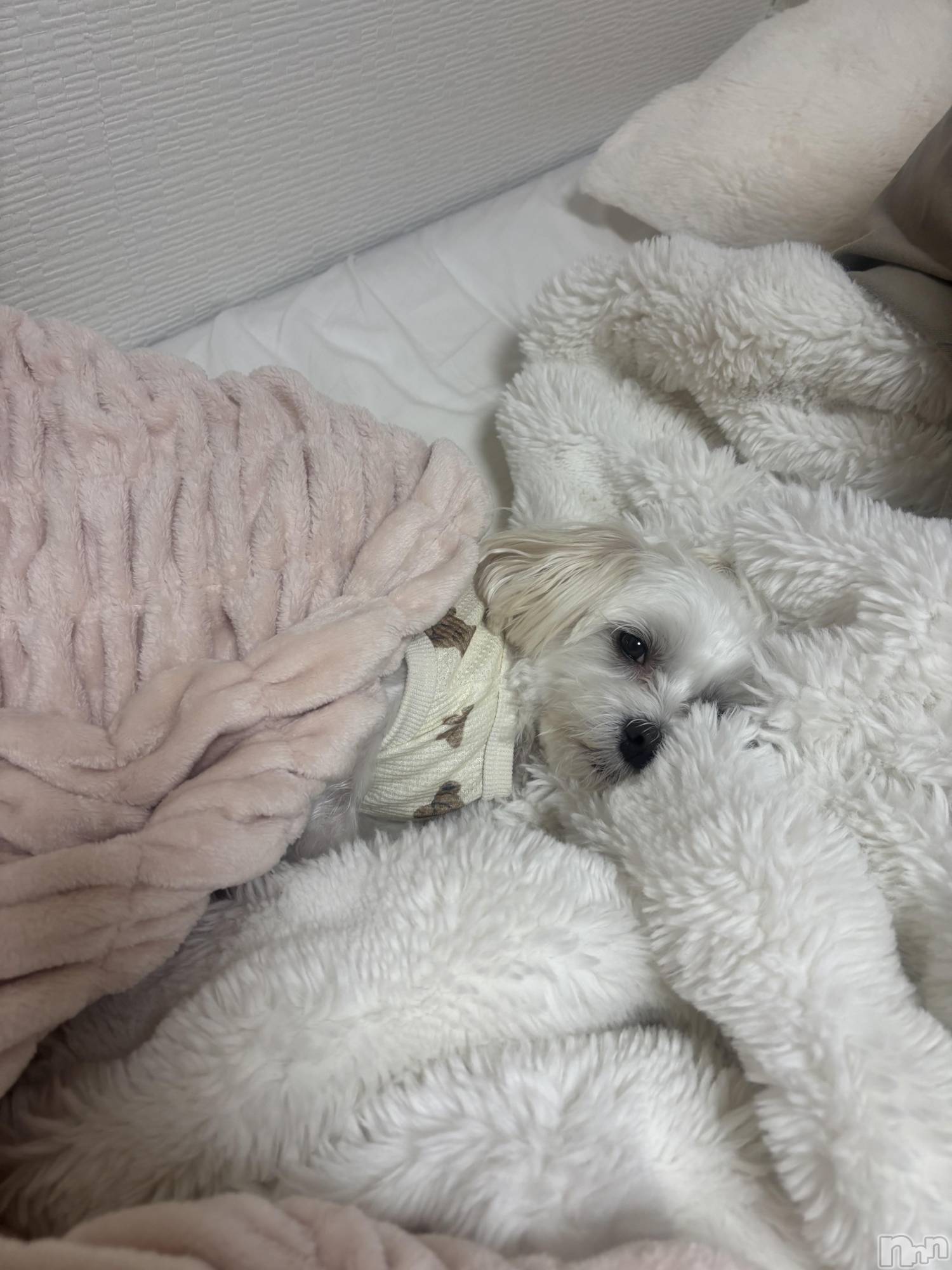 ƲХ顦clubTiara(ƥ) 2025ǯ1113̥֥🤍